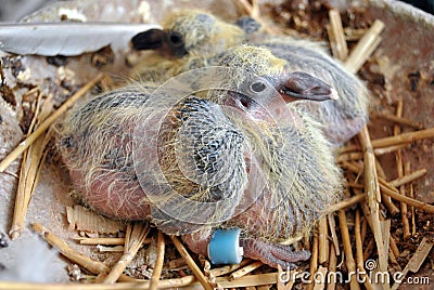 New life: a young race pigeon Stock Photo