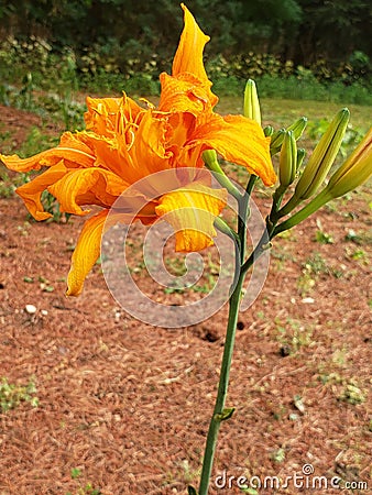 New lillie I transplanted finally bloomed Stock Photo