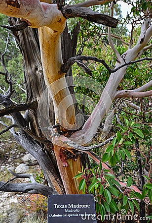 NEW MEXICO, USA - NOVEMBER 22, 2019: Endemic, tree Texas Madrone Arbutus xelapensis in a mountain landscape in New Mexico, USA Editorial Stock Photo