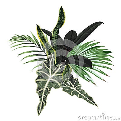 Tropical palm leaves, jungle leaf, dark ficus plant. Vector Illustration