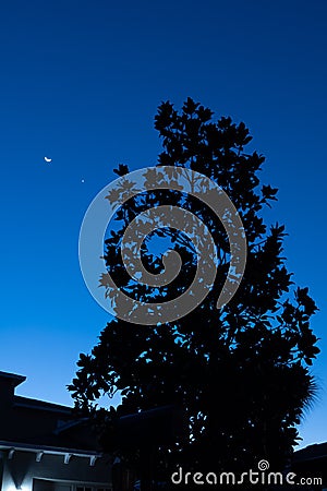 New moon, Venus above Magnolia tree Stock Photo