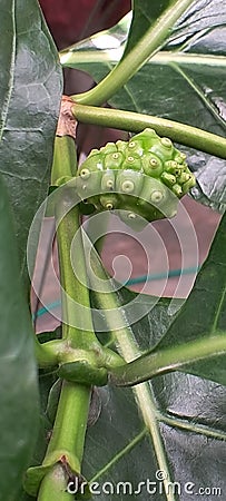 New noni fruit appears and begins to enlarge. Stock Photo