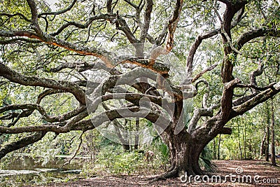 New Orleans City Park Oak Tree Stock Photo