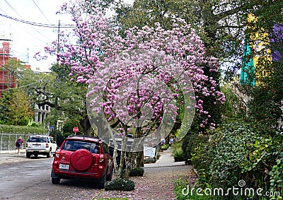 New Orleans, Louisiana, U.S.A - February 4. 2020 - The view of the street decorated by pink magnolia trees by The Garden District Editorial Stock Photo