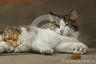 2018 new photo, sleepy adorable lone hair stray cat Stock Photo