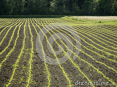 New planted field in spring Stock Photo