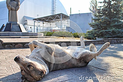 New Pripyat resident begs for attention in front of the New Safe Confinement of the Chernobyl reactor Stock Photo