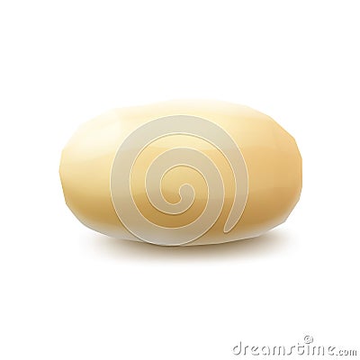 New Raw Whole Peeled Potato Close up Isolated on Background Vector Illustration