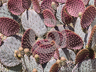 New red leaves, Prickly Pear Cactus Stock Photo