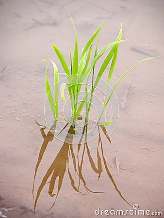 New rice plant Stock Photo