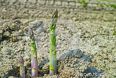 New season of green asparagus, field with growing green asparagus vegetable Stock Photo