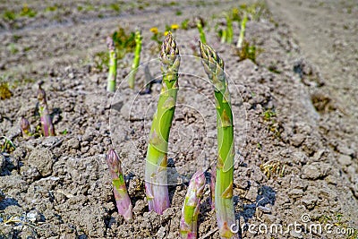 New season of green asparagus, field with growing green asparagus vegetable Stock Photo