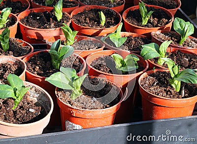 New seedlings in pots. Stock Photo