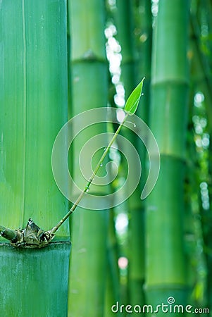 New shoot of bamboo Stock Photo