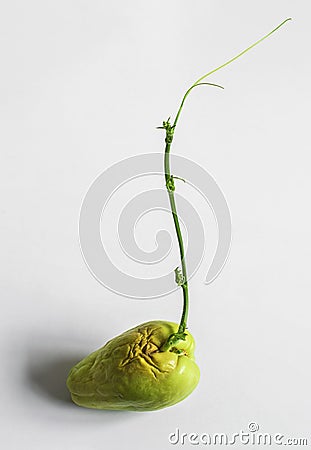 New shoot of Chayote growing out from its fruit Stock Photo