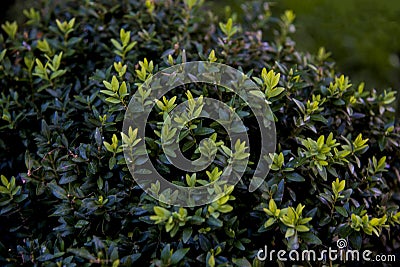 New shoots in boxwood plant Stock Photo