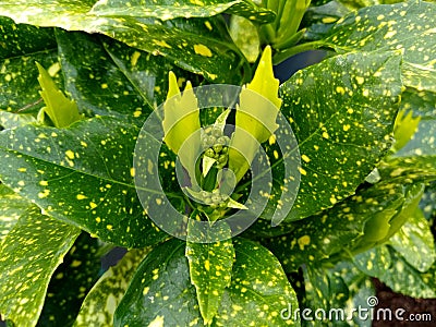 Aucuba japonica `Variegata` Stock Photo