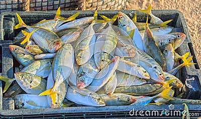 New snapper catch from the sea Stock Photo