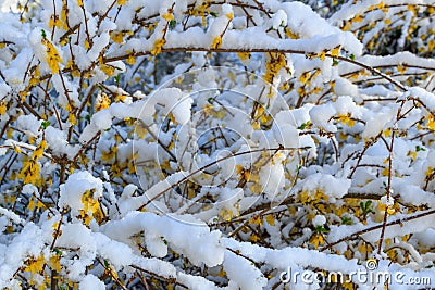New Snow on Forsythia Blooms. Stock Photo