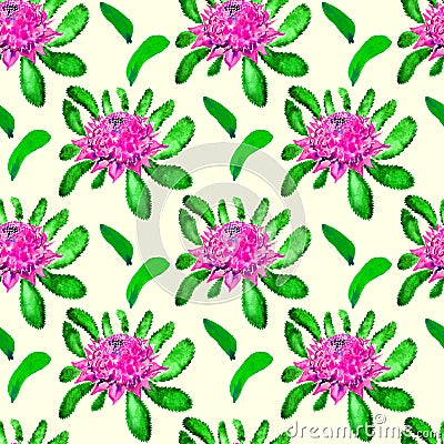 New South Wales waratah Telopea speciosissima pink flowers and leaves floral emblem of Queensland, Australia, hand painted Cartoon Illustration