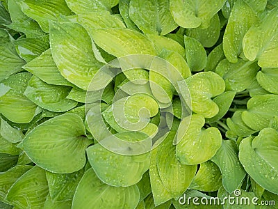 New spring growth on hostas Stock Photo