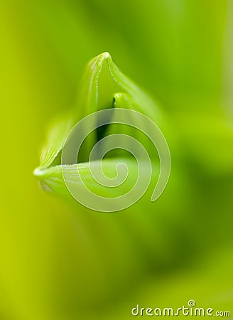 New Spring Growth With Selective Focus Stock Photo