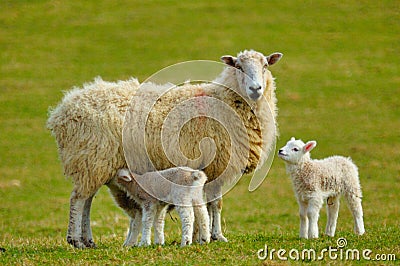 New Spring Lambs Stock Photo