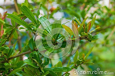 New Spring Pomegranate Leaves Stock Photo