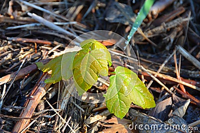 New spring shoots Stock Photo