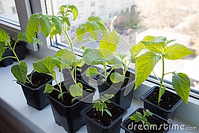 New Sprouts With Leaves Of Vegetables Rise From Earth In Pots. Stock Photo