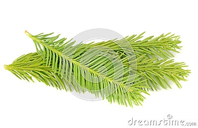 New Spruce Branches Isolated on White Background Stock Photo