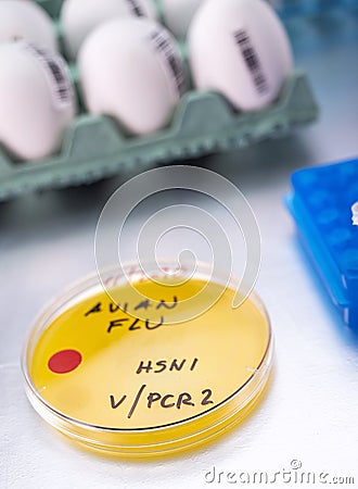 New strain of H5N8 avian influenza infected in humans, petri dish with sample Stock Photo