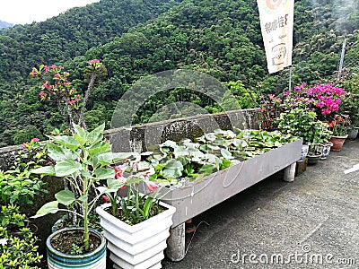 New Taipei City Taiwan Pinglin Bagua Tea Plantation Chai Garden Taiwanese Nature Organic Green Plants Mountain Editorial Stock Photo