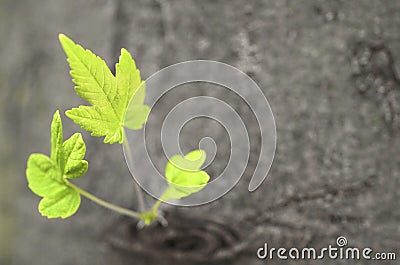 New tree shoots Stock Photo