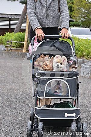 Pet dogs in japan carried around in baby carriage Stock Photo