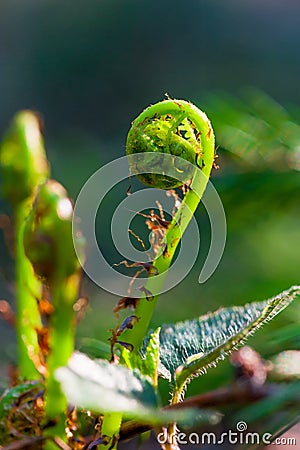 New twisted into a spiral fern sprout Stock Photo