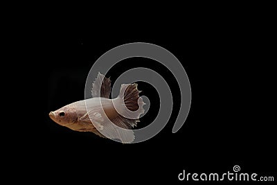 (Ikan Cupang) Betta fish isolated on black background. Stock Photo