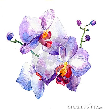 The new view of orchid watercolor hand drawn for postcard Stock Photo