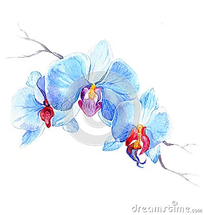 The new view of orchid watercolor hand drawn for postcard Stock Photo