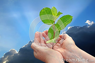 New world regeneration program Stock Photo