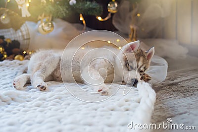 Husky puppy sleeping, new year holiday Stock Photo