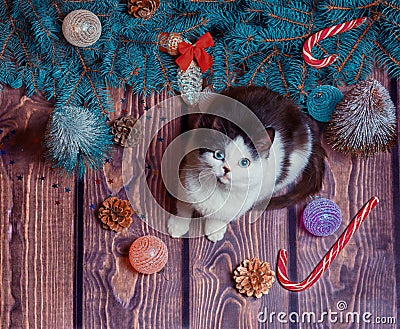 New year flat lay gray and white kitten on a wooden floor with Christmas decorations and blue fir branches Stock Photo