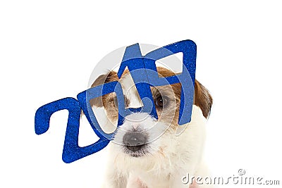 2019 NEW YEAR. FUNNY JACK RUSSELL DOG WITH A GLITTER BLUE TEXT G Stock Photo