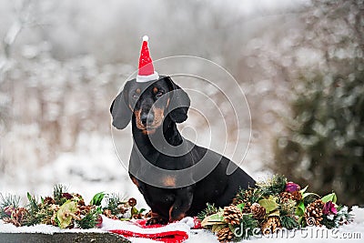 The New Year Holiday.Dachshund sitting in Christmas toys Stock Photo