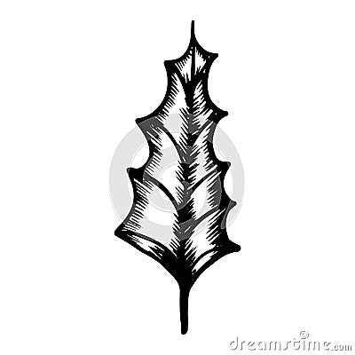 New year holly leaf on isolated white background. Christmas element in hand draw style. Vector illustration Vector Illustration