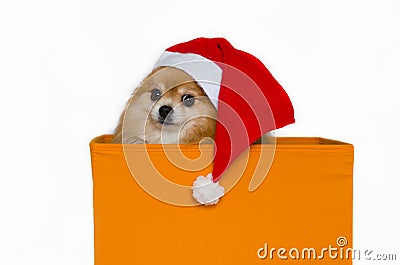 New Year`s cap. animals and holidays. dog in gift box on white background. Stock Photo