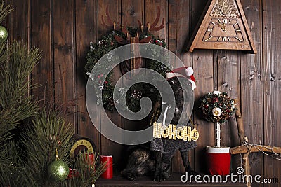 New Year`s concept. dog in Santa Claus hat with a Christmas lettering on his chest Stock Photo