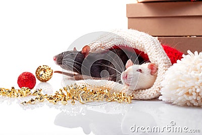 New year`s poster for Chinese happy year of rat 2020. Black and white rats as a symbol of yin and yang concept. Stock Photo