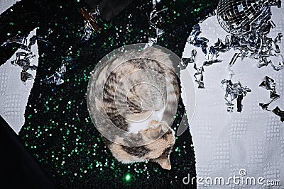 New years eve outfit ideas, dress to impress. Cat sleeping on evening party dresses for celebration New years eve night Stock Photo