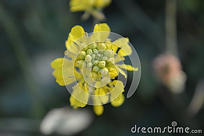 A New Yellow flower Stock Photo